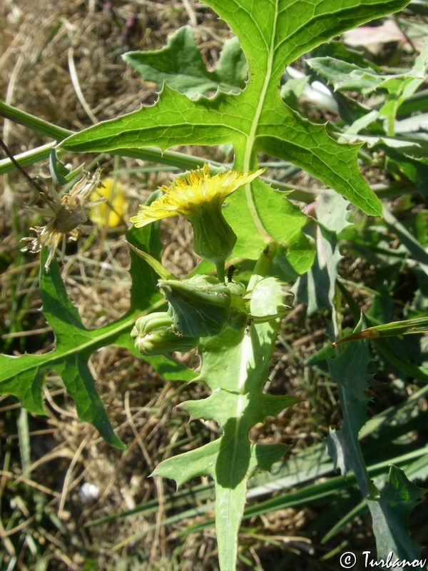 Image of Sonchus oleraceus specimen.