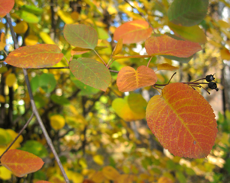 Image of Amelanchier spicata specimen.