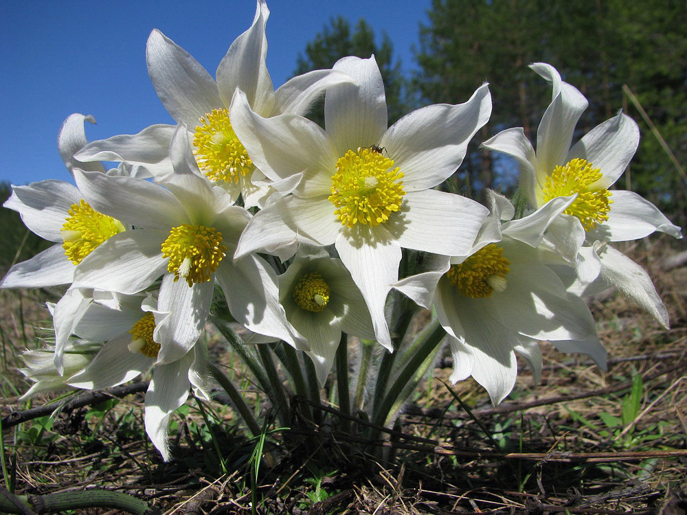 Изображение особи Pulsatilla patens.