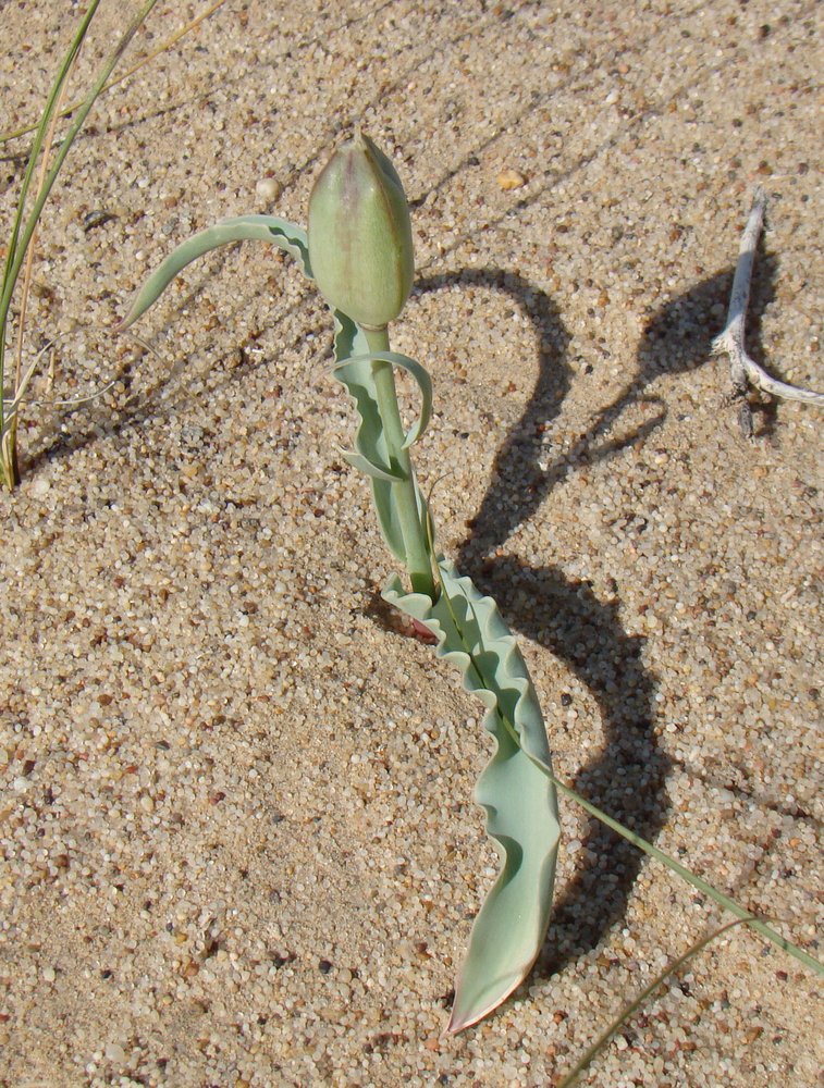 Image of Tulipa borszczowii specimen.