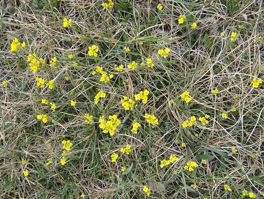 Image of Draba sibirica specimen.