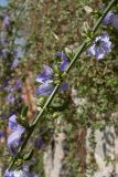 Campanula pyramidalis