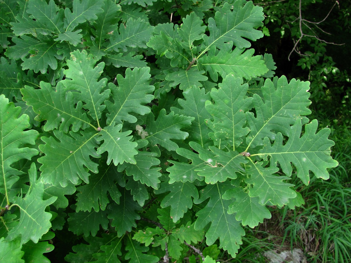 Image of Quercus petraea specimen.