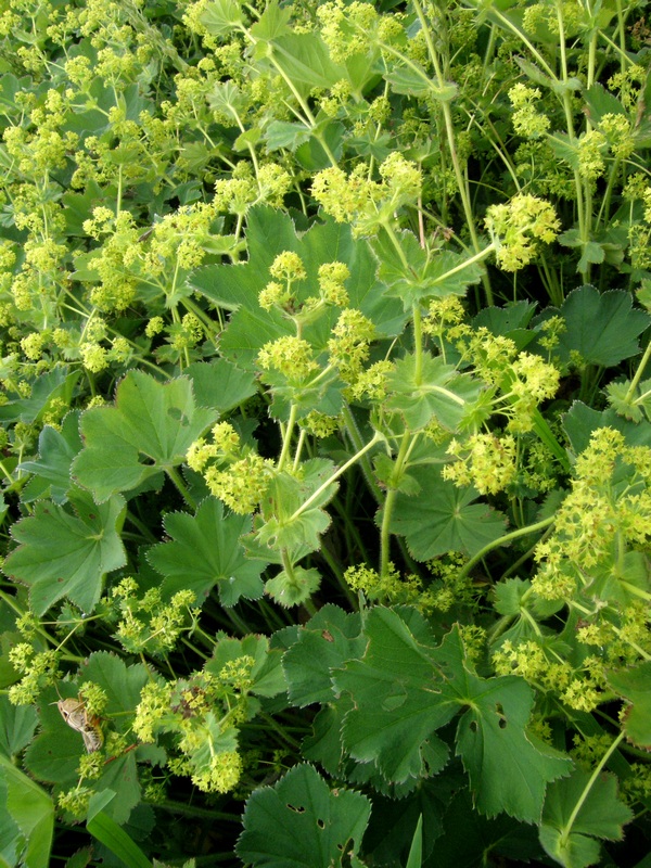 Изображение особи Alchemilla brevidens.