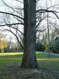Metasequoia glyptostroboides. Нижняя часть ствола. Германия, Бавария, г. Мюнхен, Старый ботанический сад. Декабрь 2015 г.