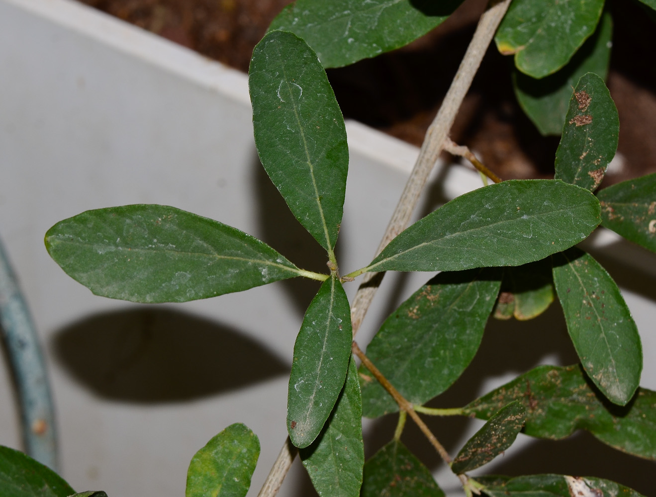 Image of Cordia sinensis specimen.