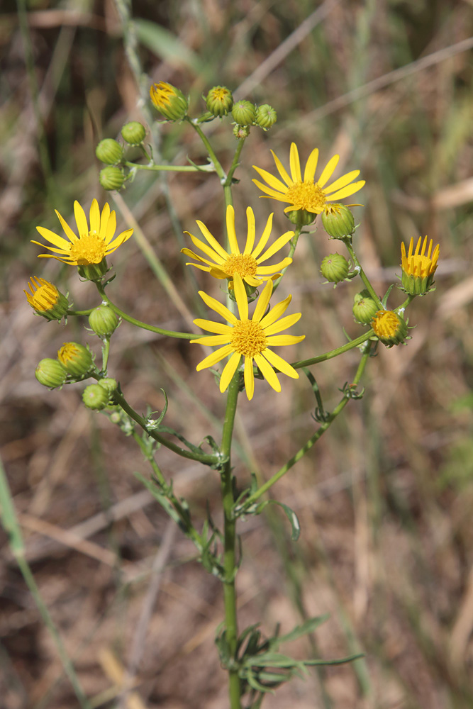 Изображение особи Senecio jacobaea.