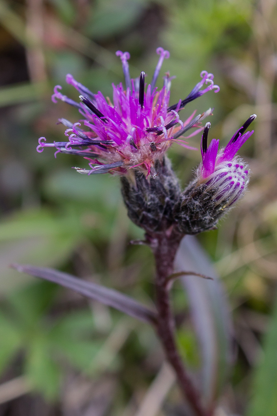 Изображение особи Saussurea alpina.