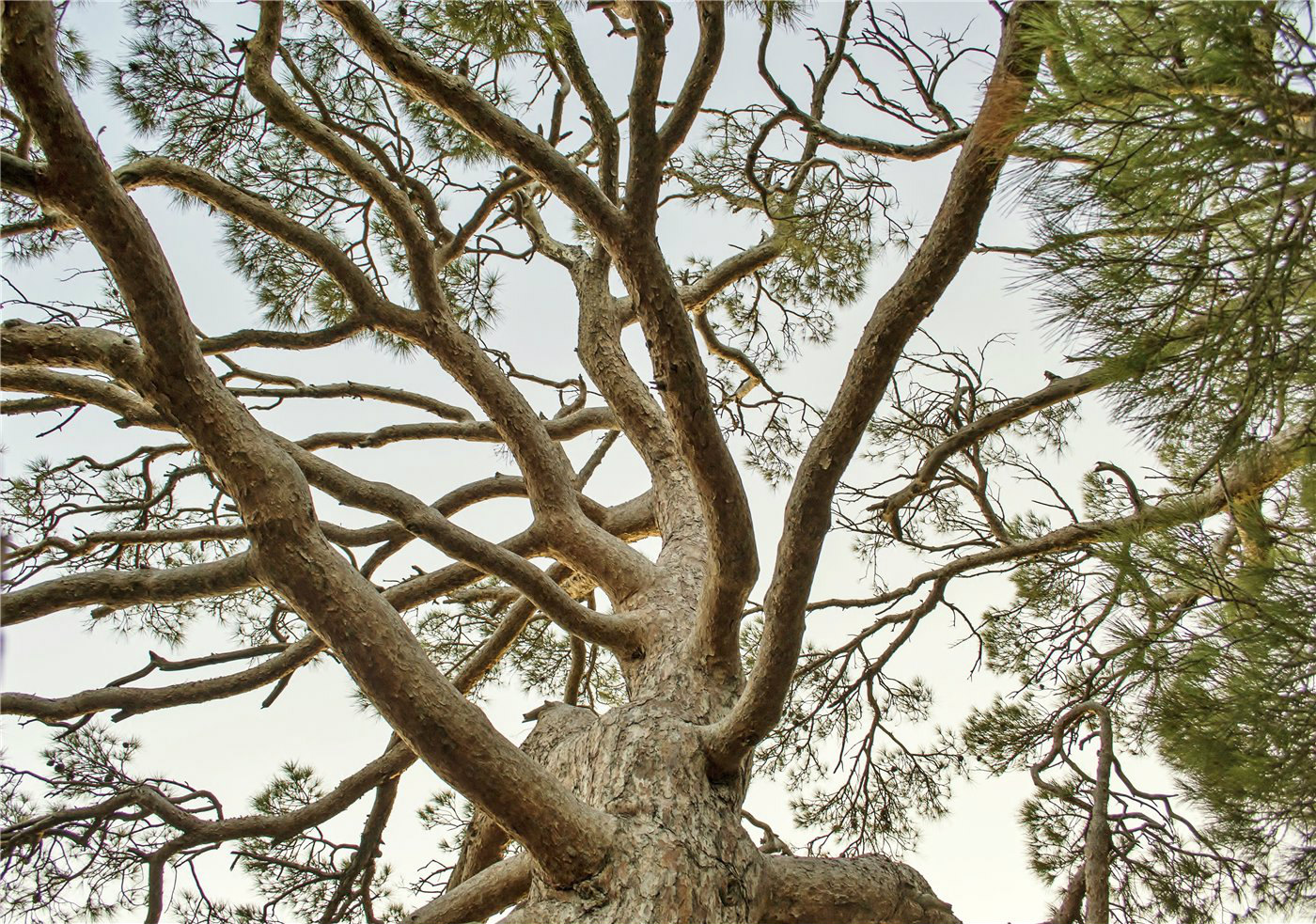 Image of Pinus pityusa specimen.