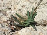 Lapiedra martinezii. Вегетирующее растение в расщелине скалы. Испания, Андалусия, Альмерия. 20 декабря 2009 г.