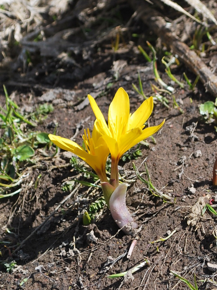 Image of Colchicum luteum specimen.