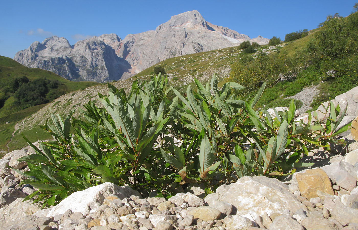 Image of Salix caucasica specimen.