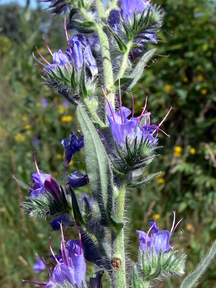 Изображение особи Echium vulgare.