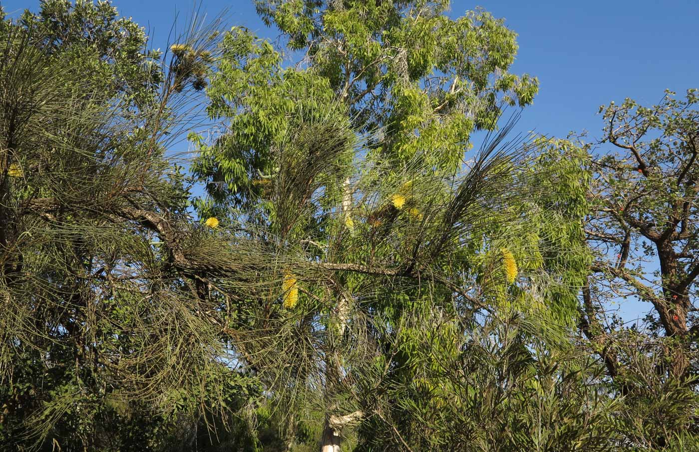 Image of Hakea chordophylla specimen.