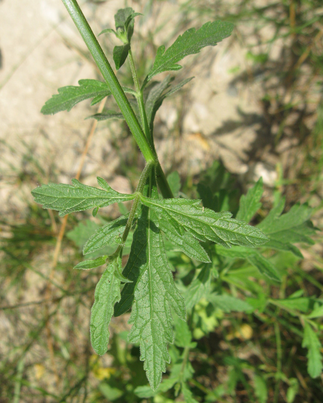 Image of Verbena officinalis specimen.