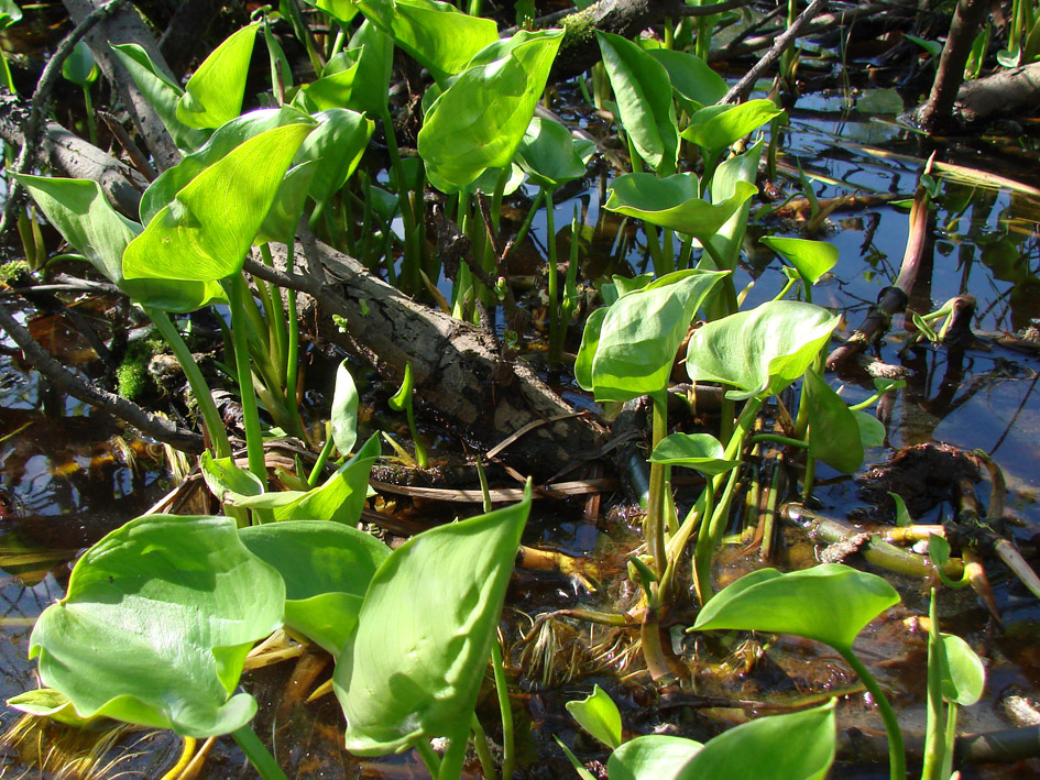 Изображение особи Calla palustris.