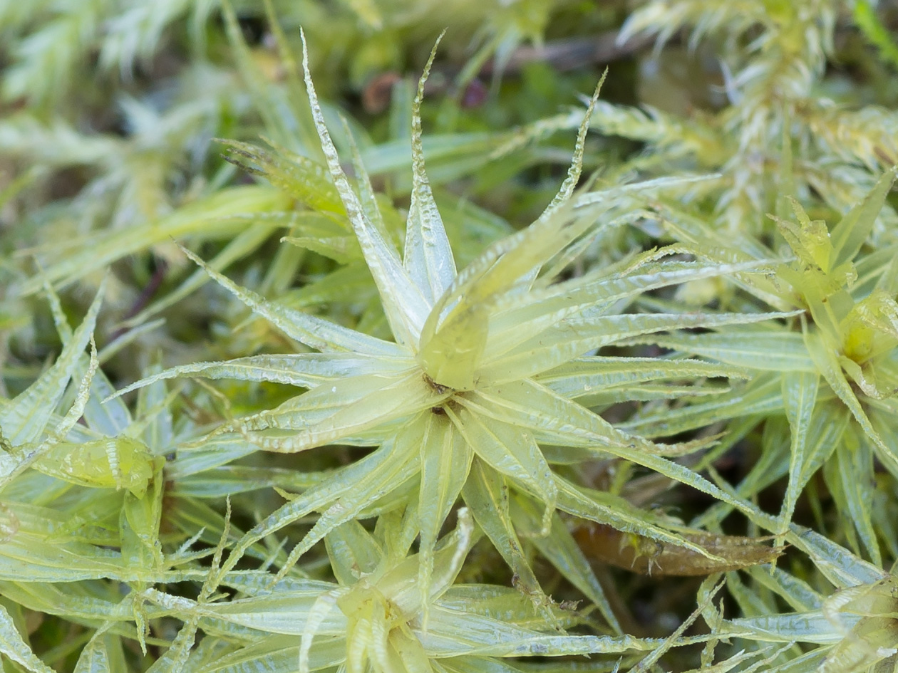 Image of Dicranum polysetum specimen.