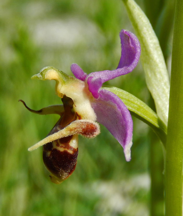 Image of Ophrys oestrifera specimen.