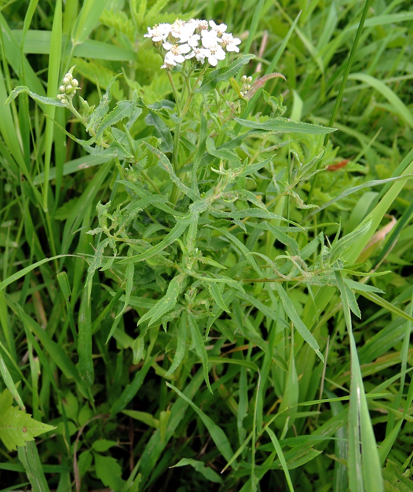 Image of Achillea cartilaginea specimen.