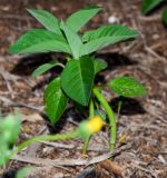 Euphorbia heterophylla. Вегетирующее растение. Израиль, Шарон, г. Герцлия, киббуц Глиль Ям, сад авокадо, сорное. 03.05.2014.