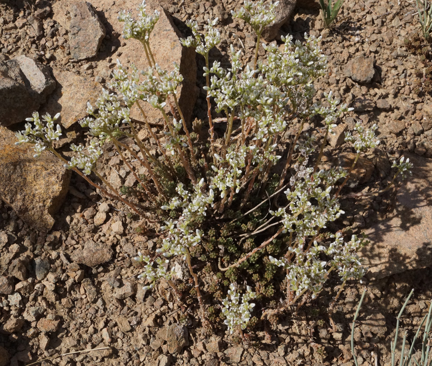 Image of Sedum alberti specimen.