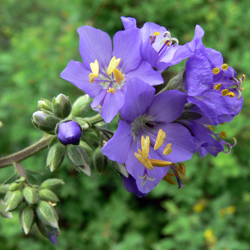 Изображение особи Polemonium caeruleum.