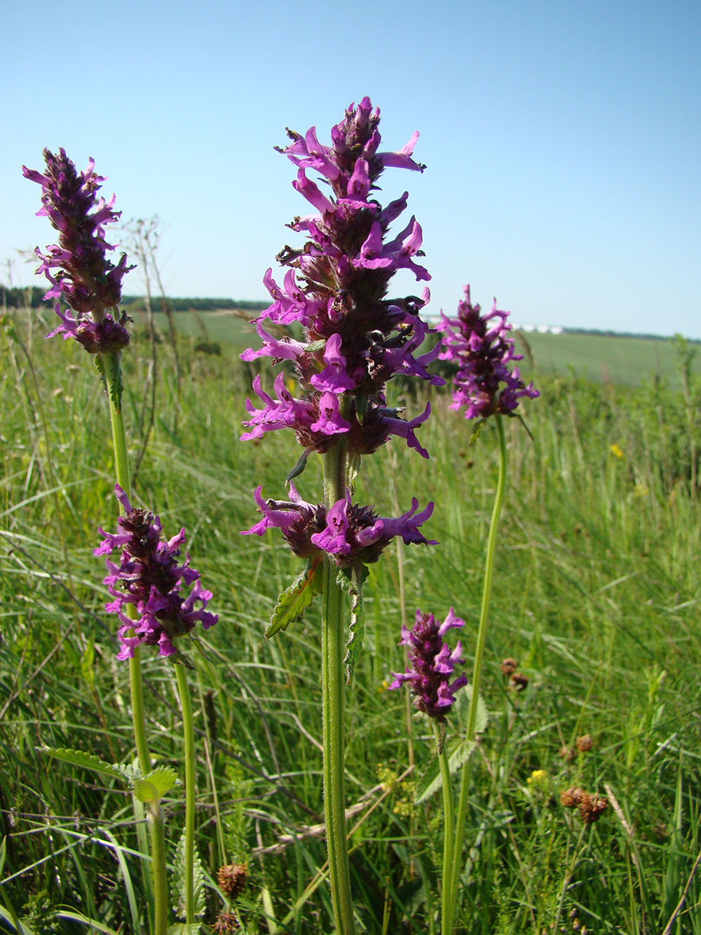 Изображение особи Betonica officinalis.