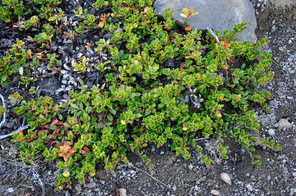 Image of Arctostaphylos uva-ursi specimen.