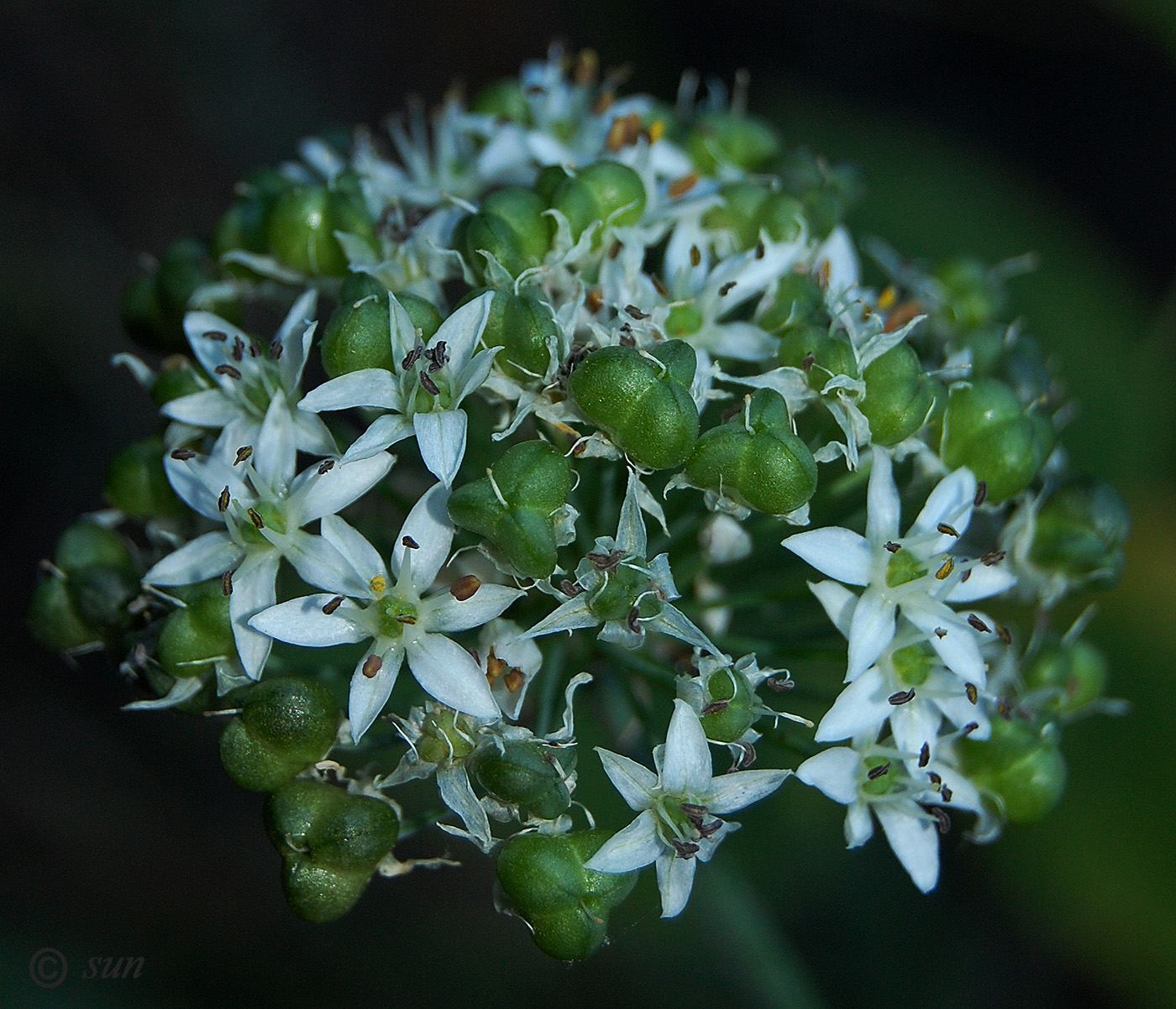 Image of Allium ramosum specimen.