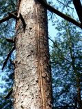 Смотреть изображение Pinus sylvestris