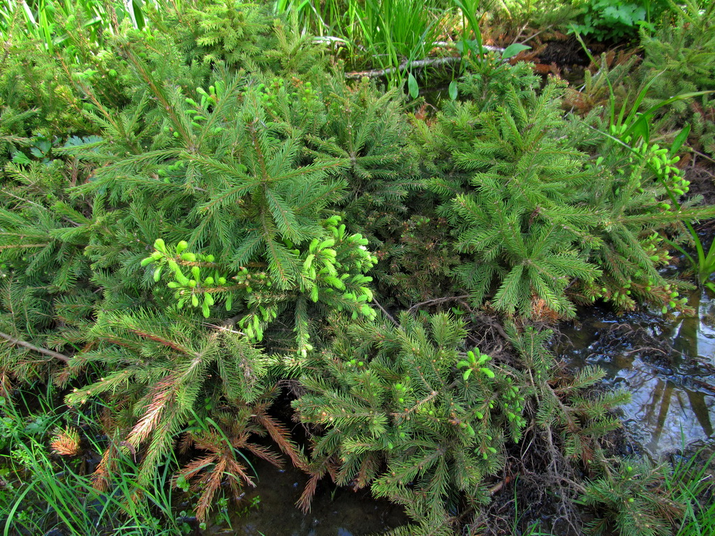 Image of Picea abies specimen.