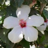 Hibiscus rosa-sinensis. Цветок. Турция, р-н Алании, пос. Махмутлар. 07.07.2006.