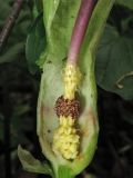 Arum maculatum