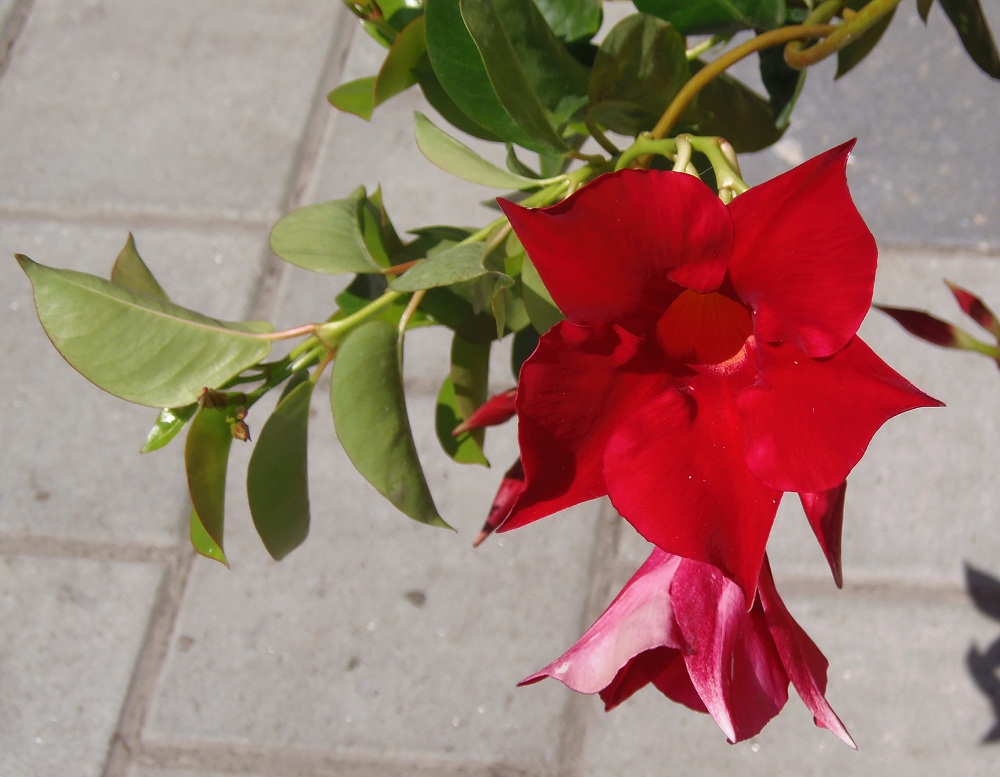 Image of genus Mandevilla specimen.