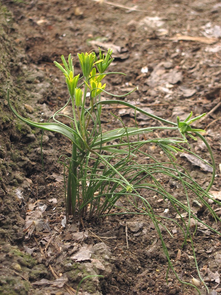 Image of Gagea villosa specimen.