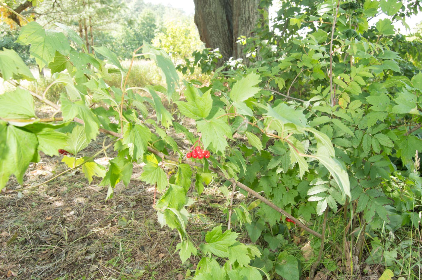 Image of Viburnum opulus specimen.