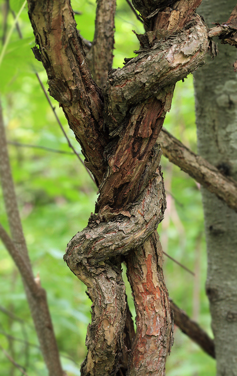 Изображение особи Actinidia kolomikta.