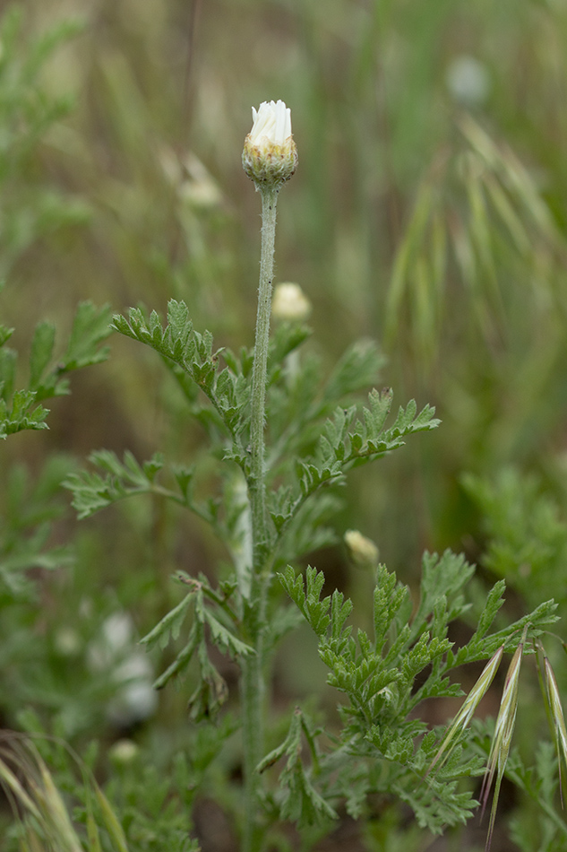 Image of Anthemis ruthenica specimen.