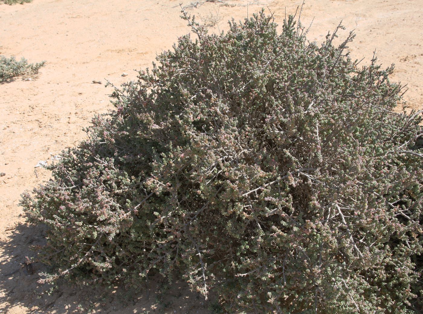 Image of Suaeda vermiculata specimen.