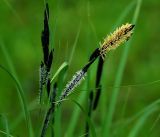 Carex acuta