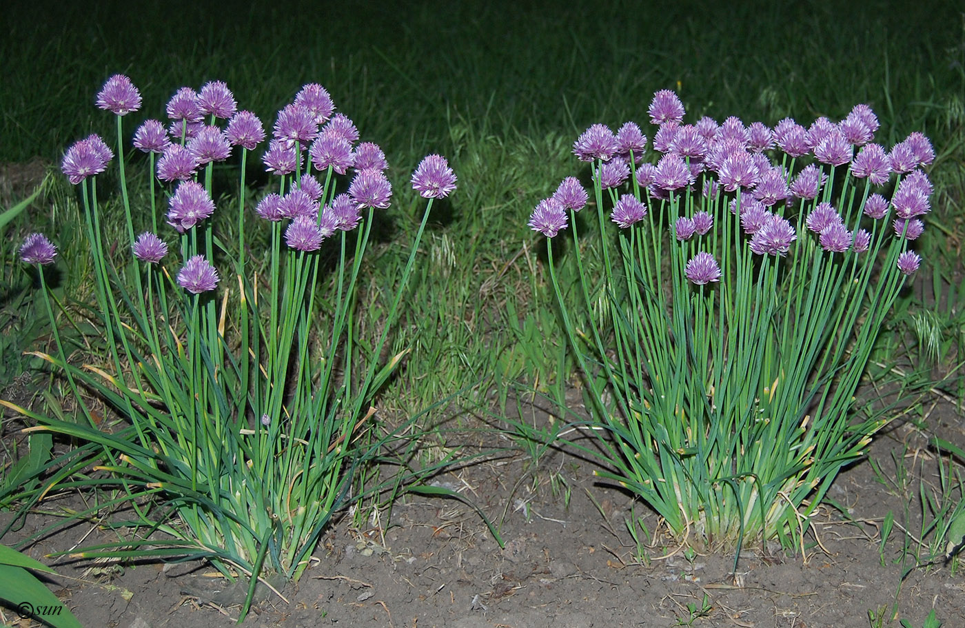 Image of Allium schoenoprasum specimen.