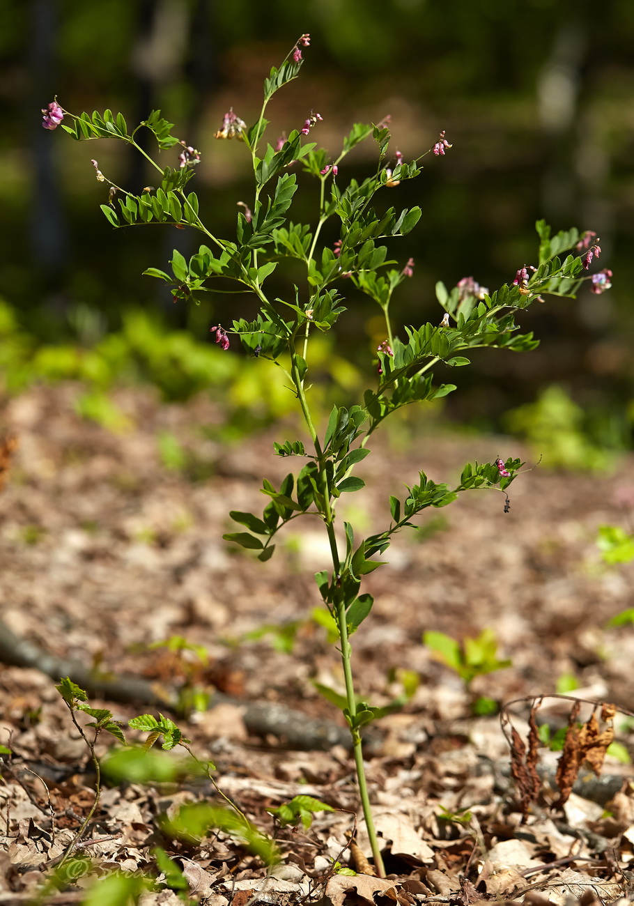 Image of Lathyrus niger specimen.