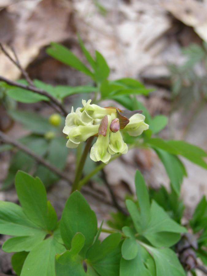 Image of Corydalis cava specimen.