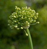 Allium nutans