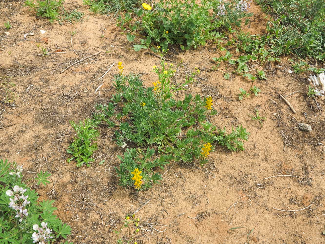 Image of Lupinus luteus specimen.