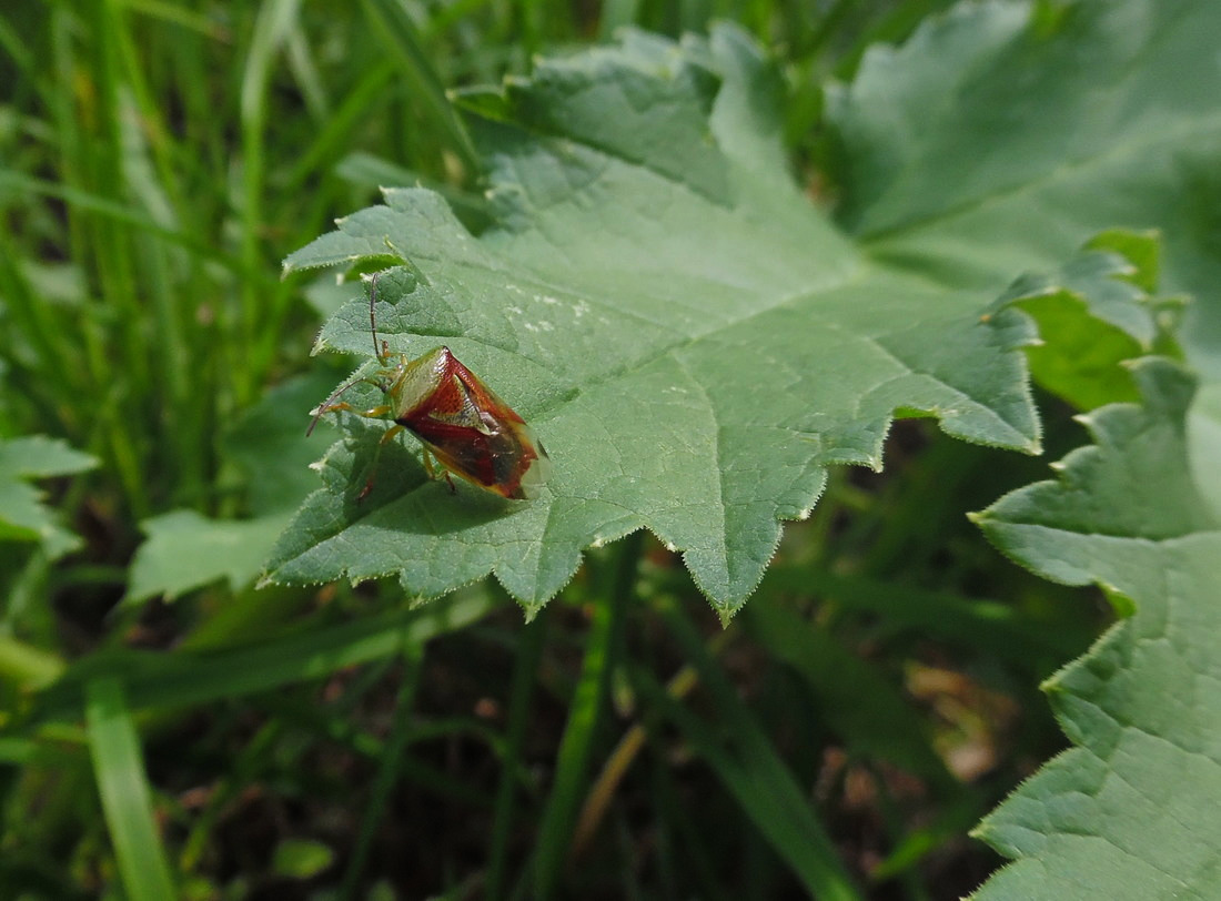 Image of Heracleum sosnowskyi specimen.