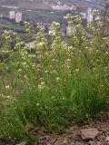 Arabidopsis thaliana. Цветущие и плодоносящие растения. Южный Берег Крыма, гора Аю-Даг, северный склон. 14 апреля 2012 г.
