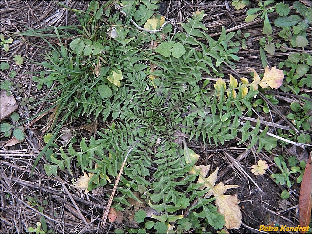 Изображение особи Capsella bursa-pastoris.