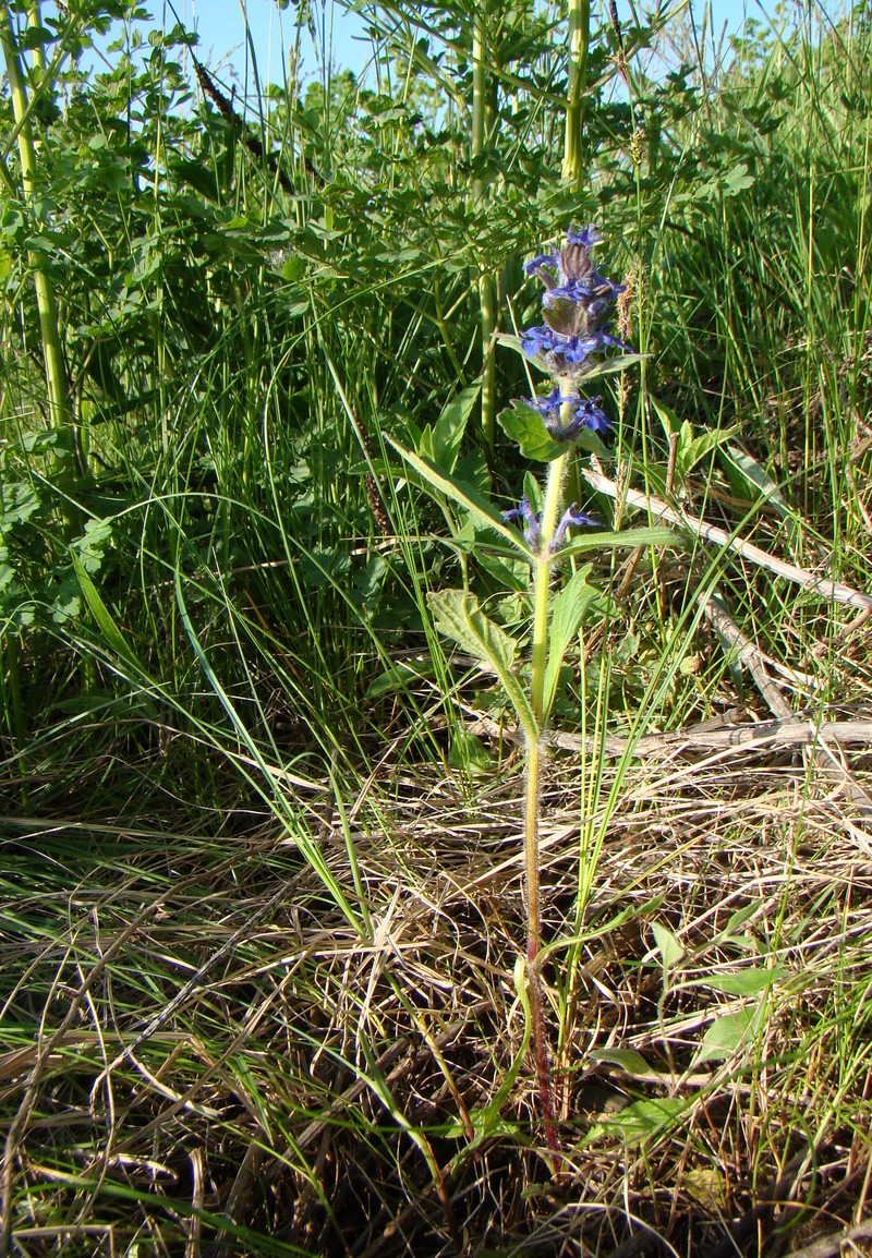 Изображение особи Ajuga genevensis.