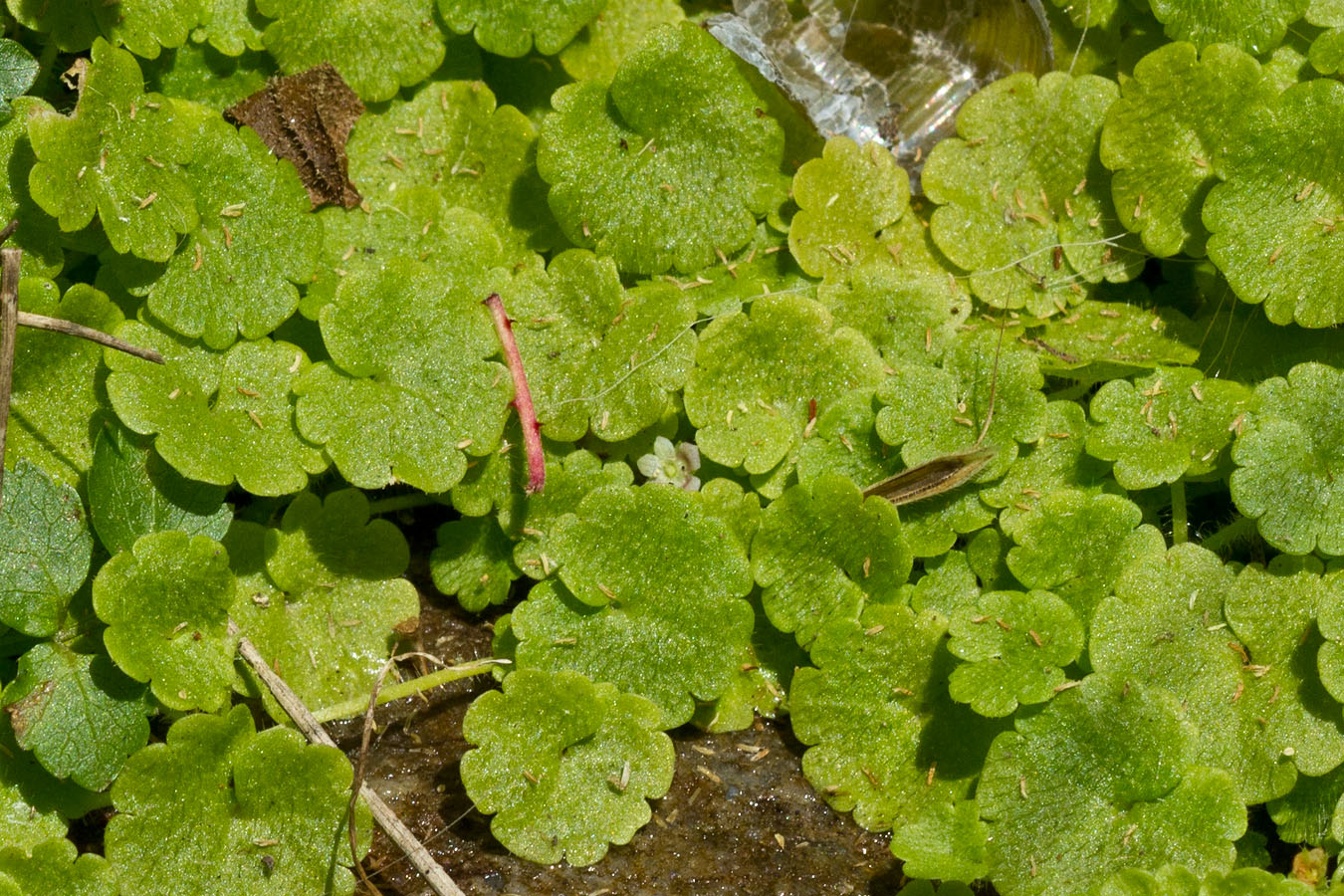 Изображение особи Sibthorpia europaea.